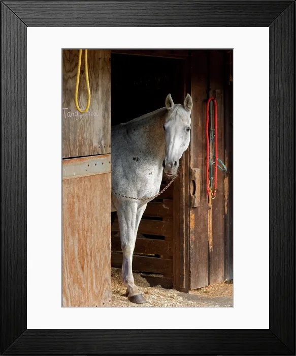 Framed Print : Grey Horse A. Creator: Tom Artin Framed Print : Grey Horse A. Creator: Tom Artin