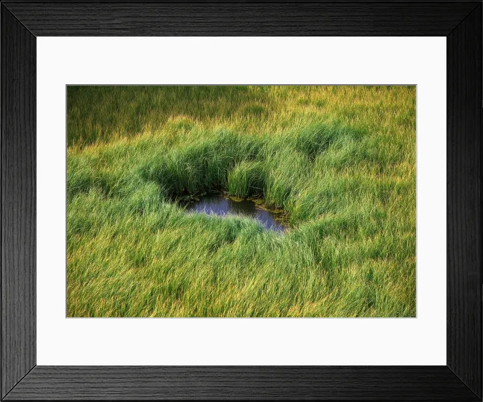 Framed Print : Grass. Creator: Tom Artin Framed Print : Grass. Creator: Tom Artin