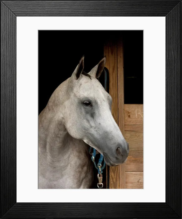Framed Print : Grey Horse B. Creator: Tom Artin Framed Print : Grey Horse B. Creator: Tom Artin