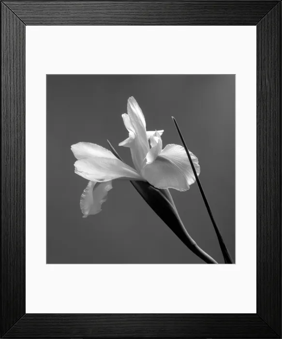 Framed Print : Iris. Creator: Tom Artin Framed Print : Iris. Creator: Tom Artin