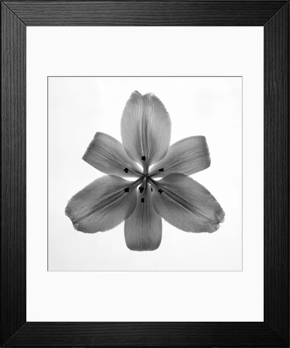 Framed Print : Lily. Creator: Tom Artin Framed Print : Lily. Creator: Tom Artin