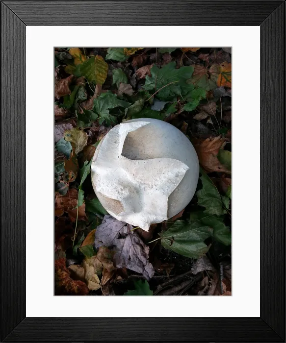 Framed Print : Giant Puff Ball. Creator: Tom Artin Framed Print : Giant Puff Ball. Creator: Tom Artin