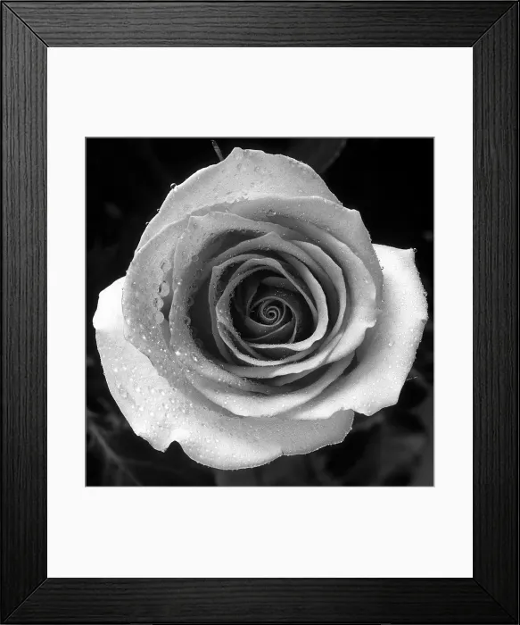 Framed Print : Rose. Creator: Tom Artin Framed Print : Rose. Creator: Tom Artin