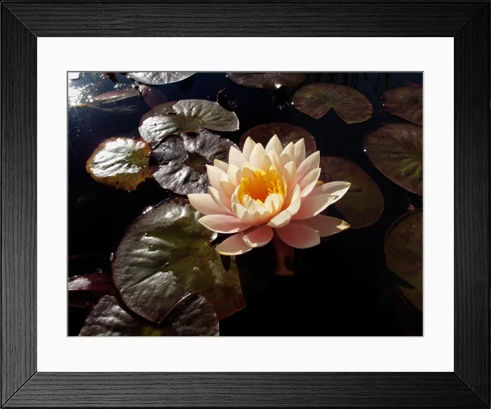 Framed Print : San Juan Capistrano. Creator: Tom Artin Framed Print : San Juan Capistrano. Creator: Tom Artin