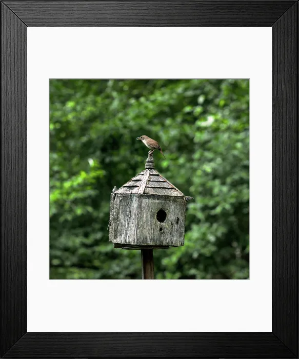 Framed Print : Wren On House. Creator: Tom Artin