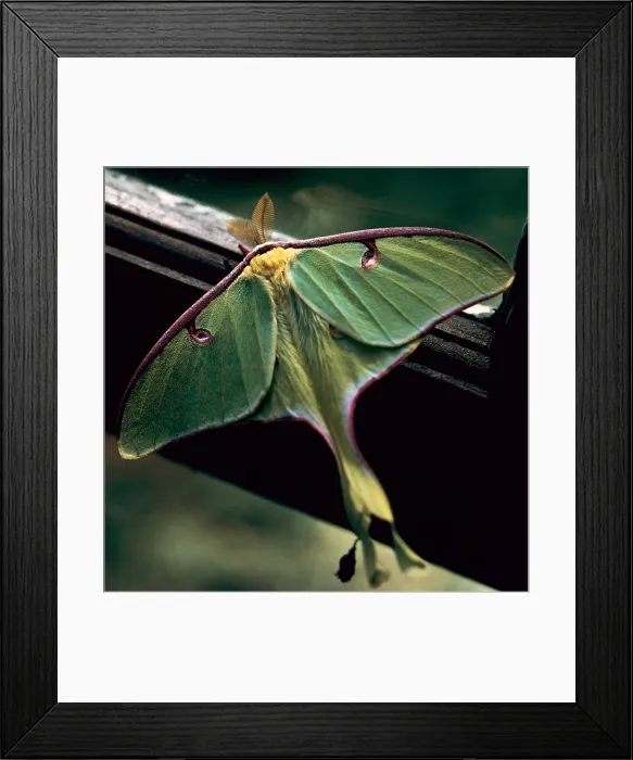 Framed Print : Luna Moth. Creator: Tom Artin Framed Print : Luna Moth. Creator: Tom Artin