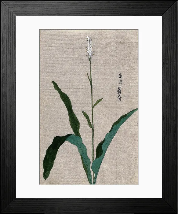 Framed Print : A flowering plant stem. Creator: Unknown Framed Print : A flowering plant stem. Creator: Unknown
