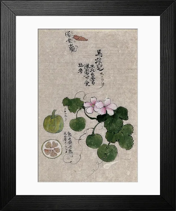 Framed Print : A plant, possibly a melon (Cucumis melo): flowering and fruiting stem with segments of the fruit. Creator: Unknown Framed Print : A plant, possibly a melon (Cucumis melo): flowering and fruiting stem with segments of the fruit. Creator: Unknown