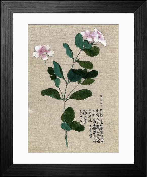 Framed Print : Madagascar periwinkle (Catharanthus roseus): flowering stem with separate flower. Creator: Unknown Framed Print : Madagascar periwinkle (Catharanthus roseus): flowering stem with separate flower. Creator: Unknown