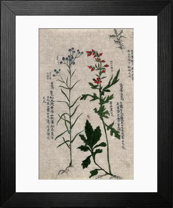 Framed Print : Two fruiting plants with conspicuous red and purple fruits and an outline of a third plant. Creator: Unknown Framed Print : Two fruiting plants with conspicuous red and purple fruits and an outline of a third plant. Creator: Unknown