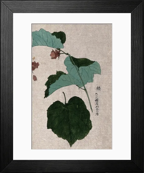 Framed Print : A hazel or filbert plant (Corylus species): fruiting branch with separate nut and leaf. Creator: Unknown Framed Print : A hazel or filbert plant (Corylus species): fruiting branch with separate nut and leaf. Creator: Unknown