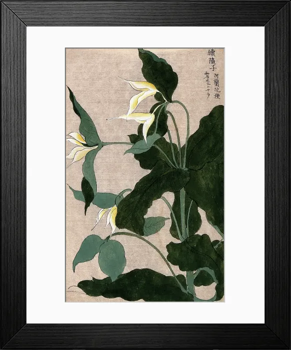 Framed Print : A plant, possibly a Trillium species: flowering stem with large white flowers. Creator: Unknown Framed Print : A plant, possibly a Trillium species: flowering stem with large white flowers. Creator: Unknown