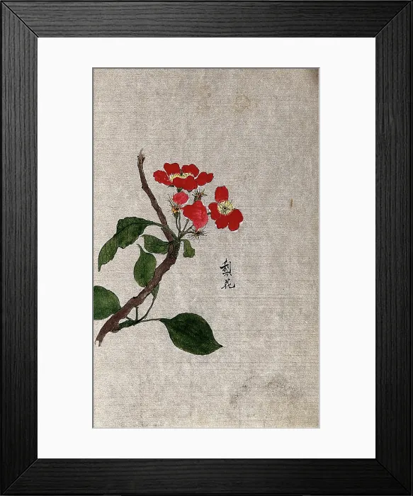 Framed Print : A pear (Pyrus species): flowering branch. Creator: Unknown Framed Print : A pear (Pyrus species): flowering branch. Creator: Unknown