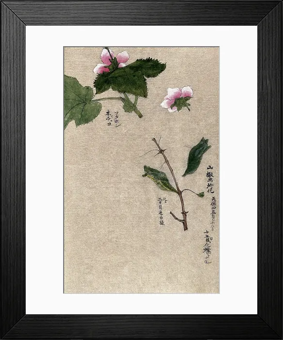 Framed Print : Two raspberry plant stems, one with a chrysalis attached. Creator: Unknown Framed Print : Two raspberry plant stems, one with a chrysalis attached. Creator: Unknown