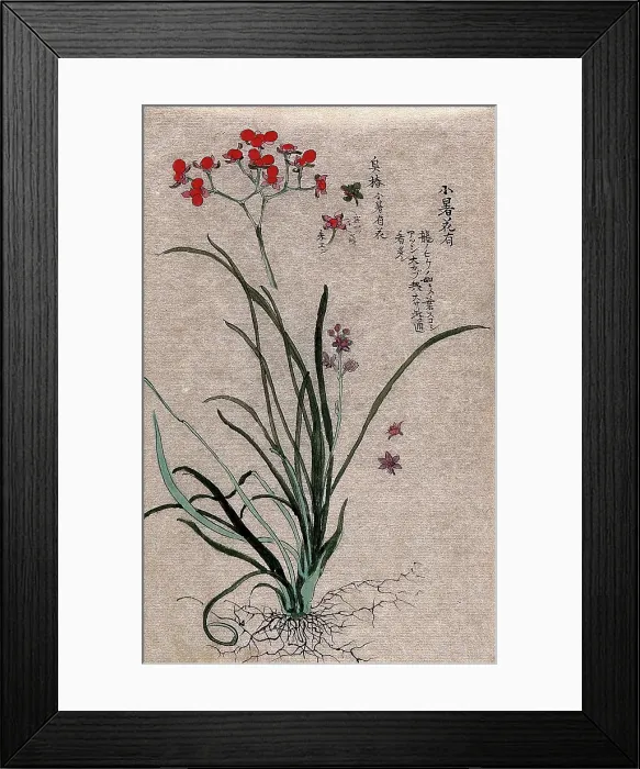 Framed Print : Two plants, a liliaceous flowering plant and a fruiting stem of a Euonymus species. Creator: Unknown Framed Print : Two plants, a liliaceous flowering plant and a fruiting stem of a Euonymus species. Creator: Unknown