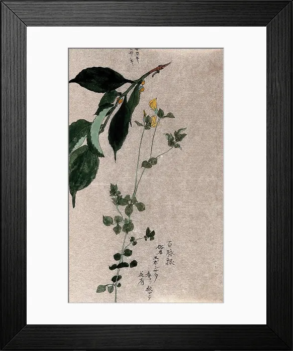 Framed Print : Two plants, a flowering trefoil (Lotus species) and a fruiting Styrax species. Creator: Unknown Framed Print : Two plants, a flowering trefoil (Lotus species) and a fruiting Styrax species. Creator: Unknown
