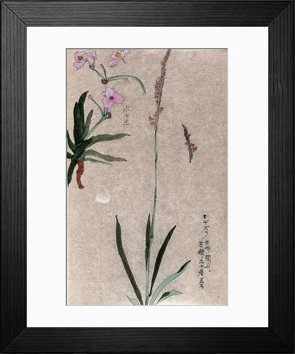 Framed Print : Two plants: herbaceous stems with pink flowers. Creator: Unknown Framed Print : Two plants: herbaceous stems with pink flowers. Creator: Unknown