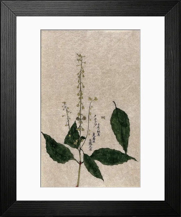 Framed Print : A plant, possibly of the Rubiaceae family: flowering and fruiting stem with separate leaf. Creator: Unknown Framed Print : A plant, possibly of the Rubiaceae family: flowering and fruiting stem with separate leaf. Creator: Unknown