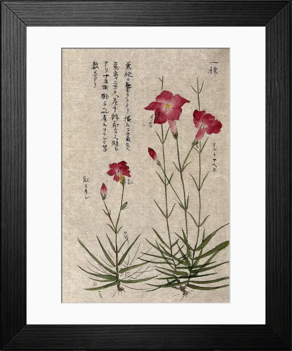 Framed Print : A plant, possibly a pink (Dianthus species): two flowering stems. Creator: Unknown Framed Print : A plant, possibly a pink (Dianthus species): two flowering stems. Creator: Unknown