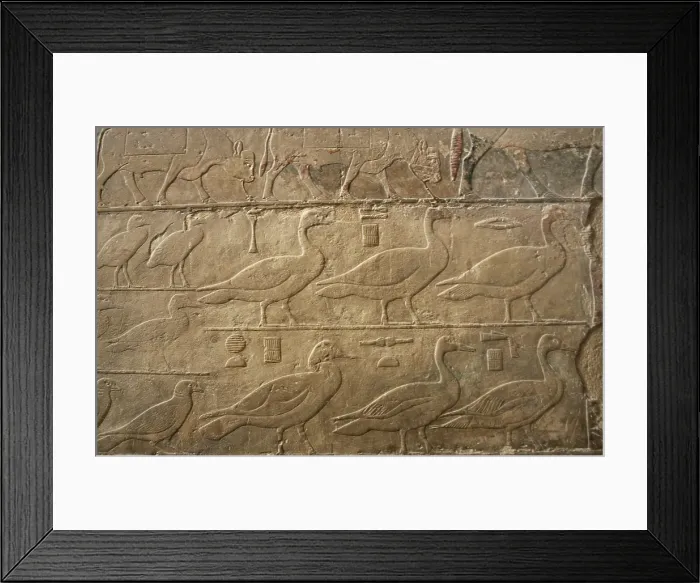 Framed Print : Relief showing ducks and birds, Mastaba of Ti, Egypt, 5th Dynasty, Old Kingdom, c2400 BC (2003). Creator: Unknown Framed Print : Relief showing ducks and birds, Mastaba of Ti, Egypt, 5th Dynasty, Old Kingdom, c2400 BC (2003). Creator: Unknown