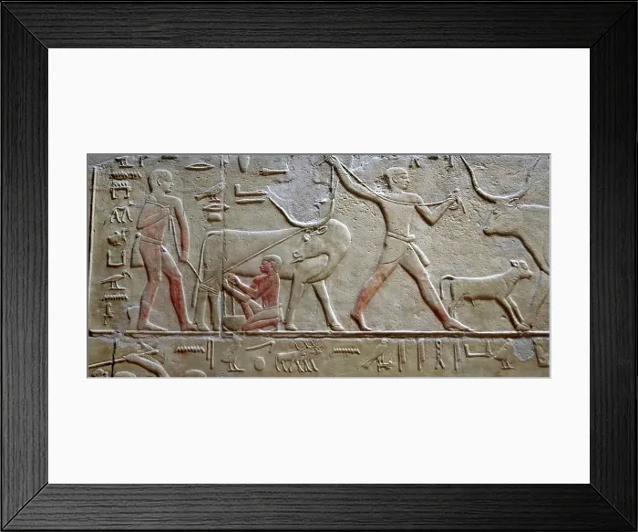 Framed Print : Cattle raising / Milking a cow, polychrome relief, Mastaba of Kagemni, Saqqara, Egypt, 2003. Creator: Unknown Framed Print : Cattle raising / Milking a cow, polychrome relief, Mastaba of Kagemni, Saqqara, Egypt, 2003. Creator: Unknown