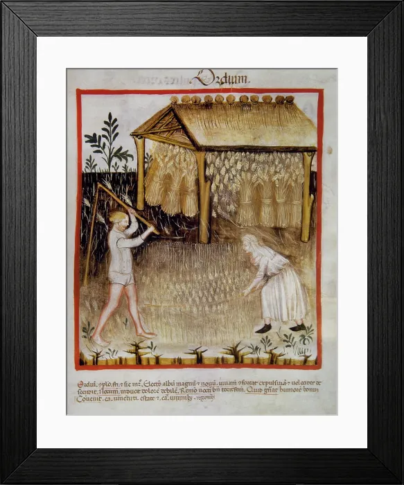 Framed Print : Barley, 14th century. Creator: Unknown Framed Print : Barley, 14th century. Creator: Unknown