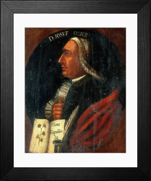 Framed Print : Jose Quer y Martinez (1695-1764). Creator: Unknown Framed Print : Jose Quer y Martinez (1695-1764). Creator: Unknown