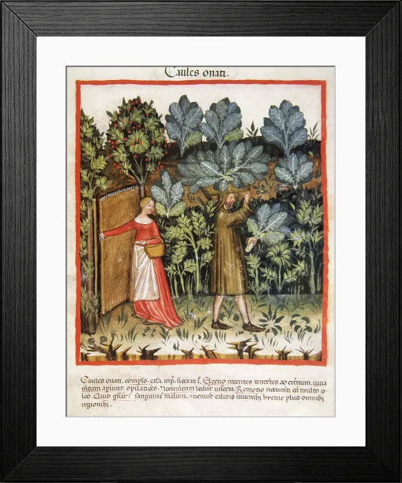 Framed Print : Cabbages, 14th century. Creator: Unknown Framed Print : Cabbages, 14th century. Creator: Unknown