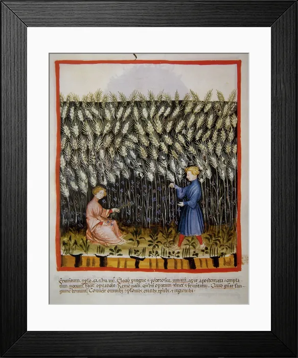 Framed Print : Durum wheat, 14th century. Creator: Unknown Framed Print : Durum wheat, 14th century. Creator: Unknown