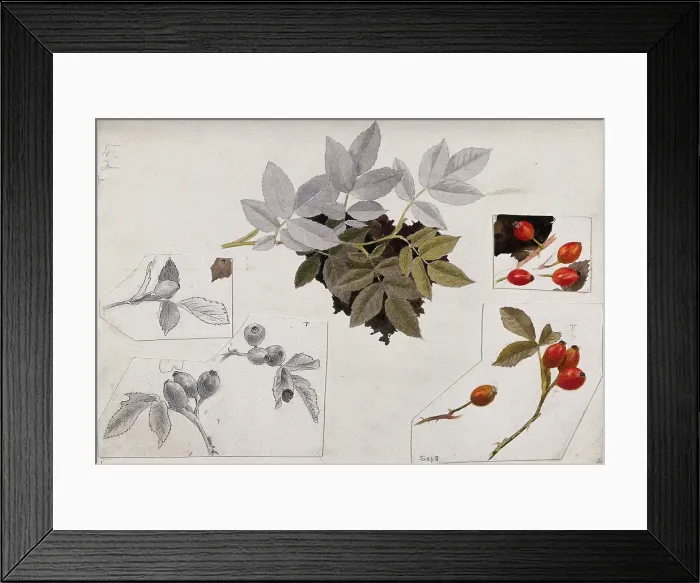 Framed Print : Rose hips and leaves, c1900s. Creator: Unknown Framed Print : Rose hips and leaves, c1900s. Creator: Unknown