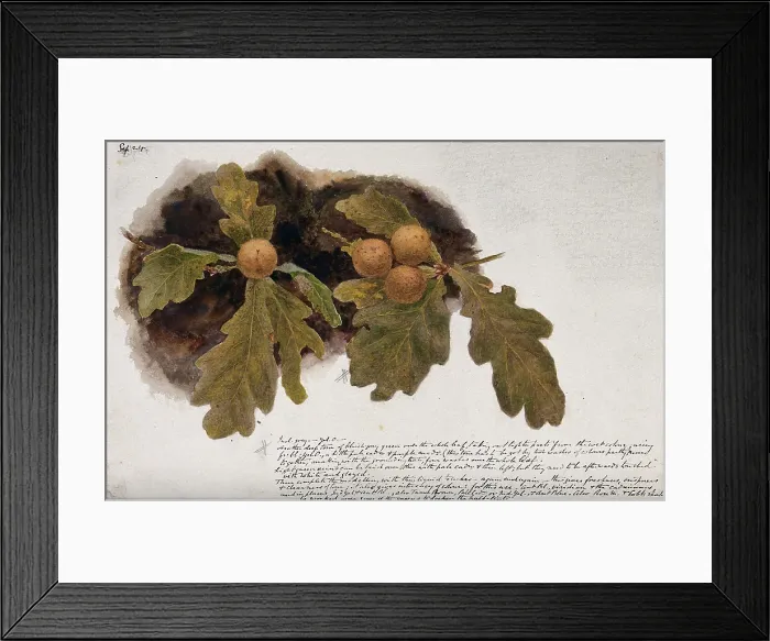 Framed Print : Oak leaves with four oak apples, c19th century. Creator: Unknown Framed Print : Oak leaves with four oak apples, c19th century. Creator: Unknown