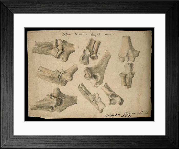 Framed Print : Bones of the elbow joint: eight figures, 1853 / 10 / 24. Creator: J.C. Whishaw Framed Print : Bones of the elbow joint: eight figures, 1853 / 10 / 24. Creator: J.C. Whishaw