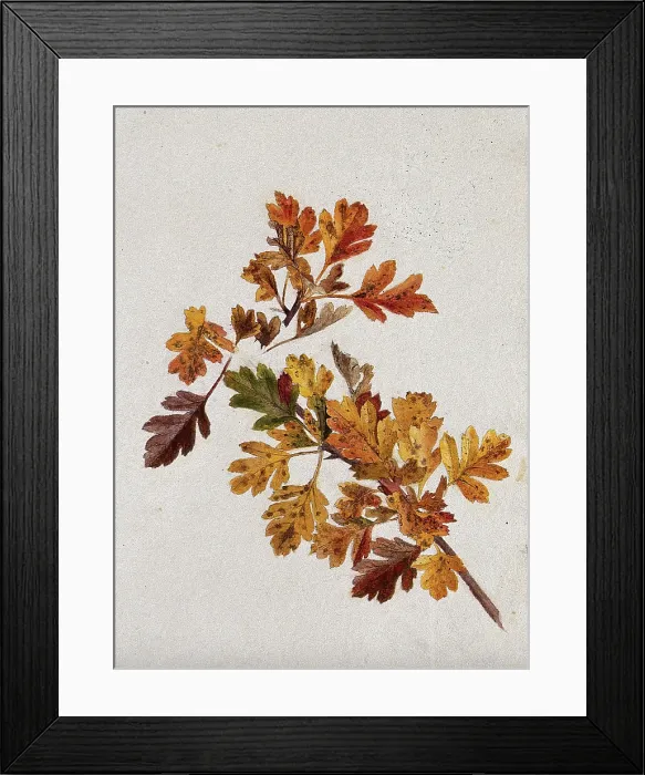 Framed Print : Autumn leaves of hawthorn (Crataegus), c1900s. Creator: Unknown Framed Print : Autumn leaves of hawthorn (Crataegus), c1900s. Creator: Unknown