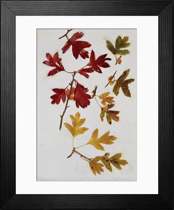 Framed Print : Autumn leaves of hawthorn (Crataegus), c1900s. Creator: Unknown Framed Print : Autumn leaves of hawthorn (Crataegus), c1900s. Creator: Unknown