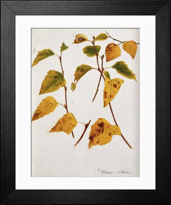 Framed Print : Autumn leaves of alder (Alnus species). c19th century. Creator: Unknown Framed Print : Autumn leaves of alder (Alnus species). c19th century. Creator: Unknown