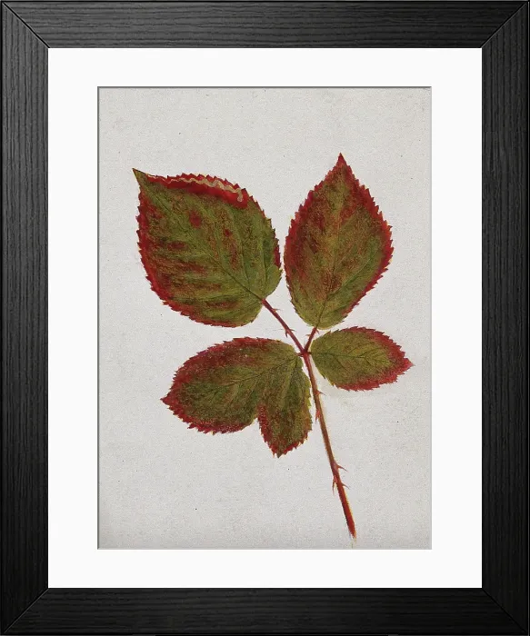 Framed Print : Autumn leaves of bramble (Rubus species), c19th century. Creator: Unknown Framed Print : Autumn leaves of bramble (Rubus species), c19th century. Creator: Unknown