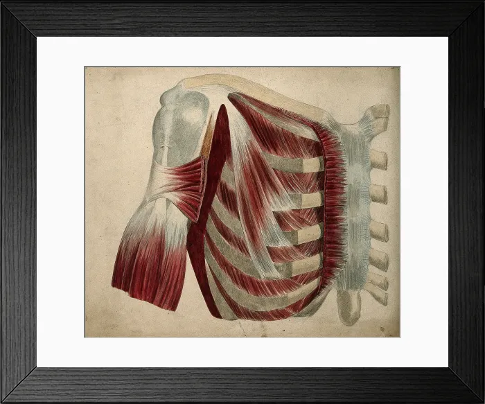 Framed Print : Dissection showing the muscles and bones of the chest and shoulder, 1852-1854. Creator: J.C. Whishaw Framed Print : Dissection showing the muscles and bones of the chest and shoulder, 1852-1854. Creator: J.C. Whishaw