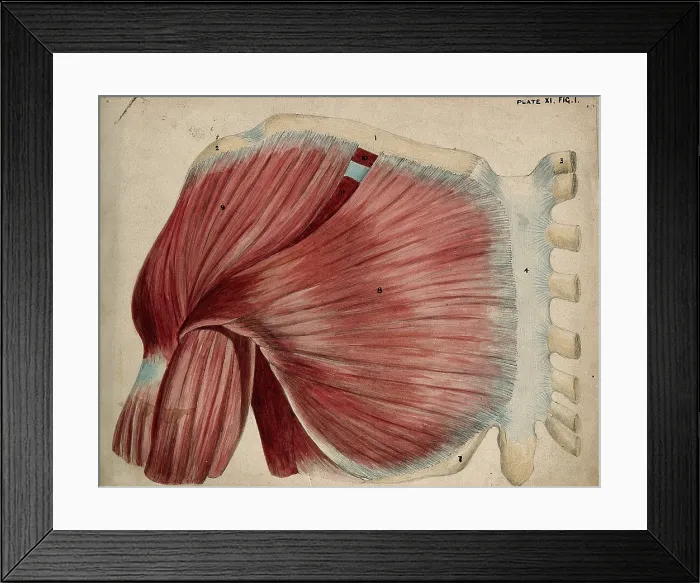 Framed Print : Dissection showing the shoulder and chest muscles: view of the pectoral and the... 1852-1854. Creator: J.C. Whishaw Framed Print : Dissection showing the shoulder and chest muscles: view of the pectoral and the... 1852-1854. Creator: J.C. Whishaw