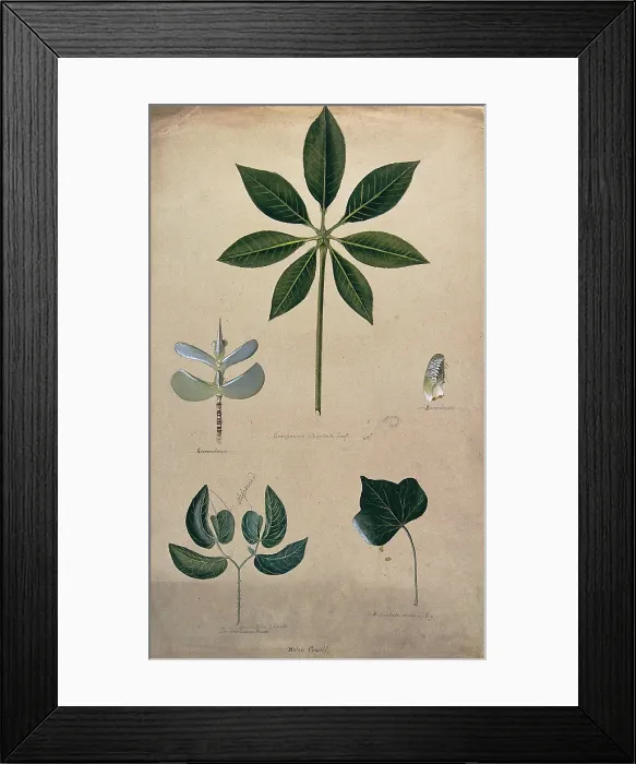 Framed Print : Various leaf forms, including succulent and compound, c1900. Creator: Helen Cowell Framed Print : Various leaf forms, including succulent and compound, c1900. Creator: Helen Cowell