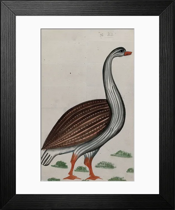 Framed Print : A goose. Creator: Unknown Framed Print : A goose. Creator: Unknown