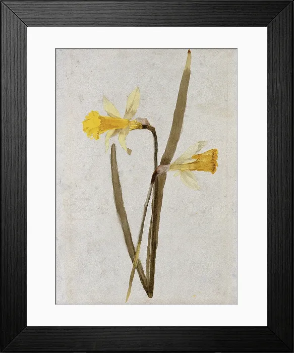 Framed Print : Daffodils (Narcissus): flowers and leaves, c1890s. Creator: Hester Royd Carpenter Framed Print : Daffodils (Narcissus): flowers and leaves, c1890s. Creator: Hester Royd Carpenter