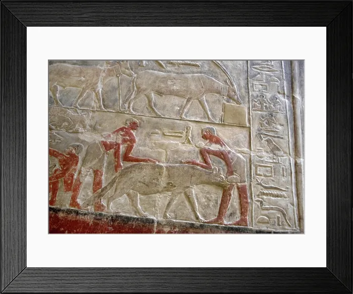 Framed Print : Polychrome relief depicting the capture of a hyena, Mastaba of Mereruka, Saqqara, Egypt, 2003. Creator: Unknown Framed Print : Polychrome relief depicting the capture of a hyena, Mastaba of Mereruka, Saqqara, Egypt, 2003. Creator: Unknown