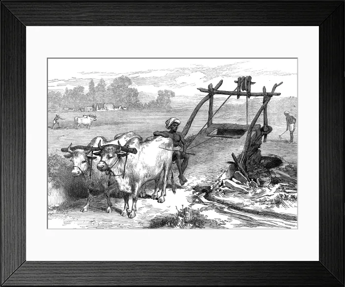 Framed Print : The Famine in Bengal: Indian mode of irrigation, 1874. Creator: Unknown Framed Print : The Famine in Bengal: Indian mode of irrigation, 1874. Creator: Unknown
