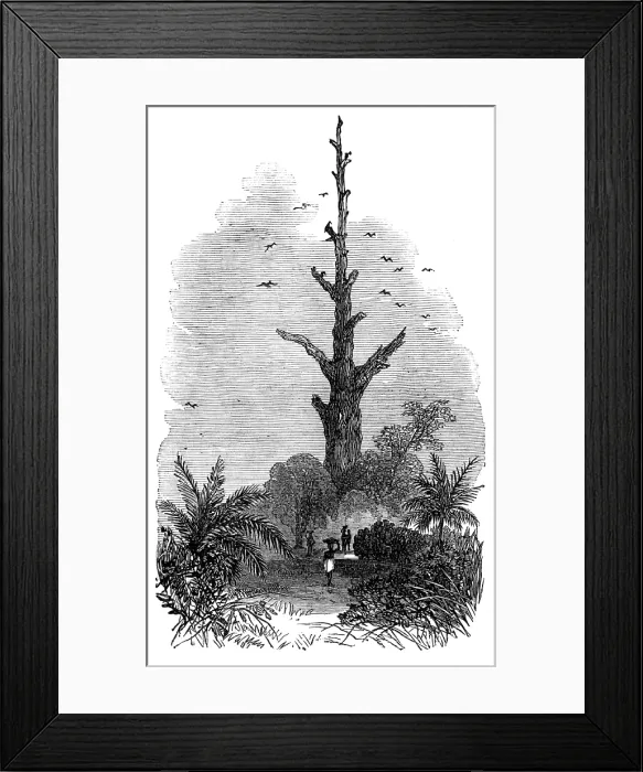 Framed Print : The Ashantee War: tree on the road to Inquabim - from a sketch by our special artist, 1874. Creator: Unknown Framed Print : The Ashantee War: tree on the road to Inquabim - from a sketch by our special artist, 1874. Creator: Unknown