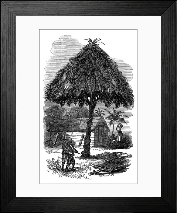 Framed Print : The Ashantee War: the camp whipping-post at Inquabim, 1874. Creator: Unknown Framed Print : The Ashantee War: the camp whipping-post at Inquabim, 1874. Creator: Unknown