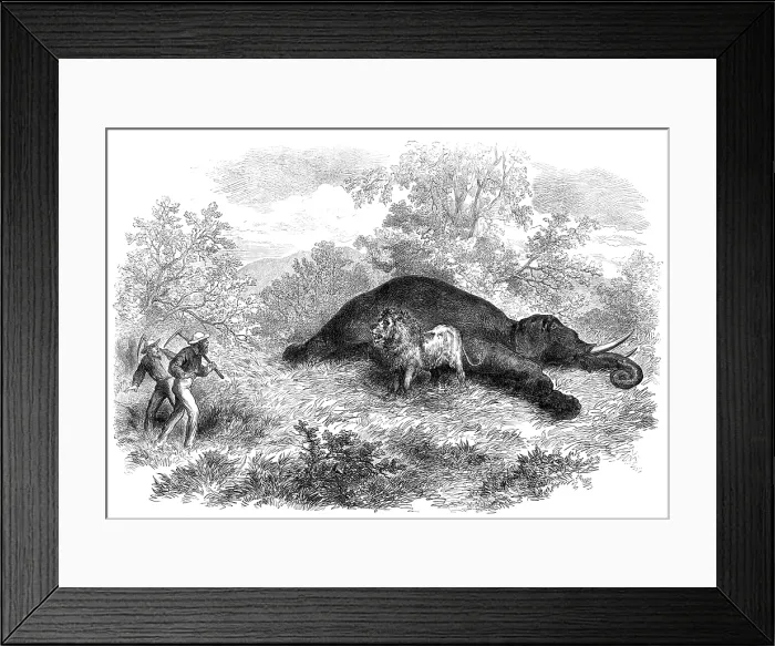 Framed Print : Sketches of South African travel: the lion and dead elephant, 1874. Creator: Unknown Framed Print : Sketches of South African travel: the lion and dead elephant, 1874. Creator: Unknown
