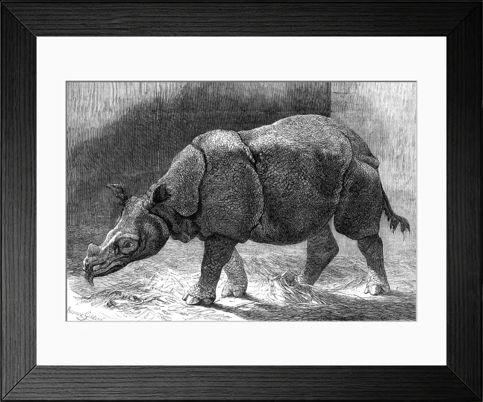 Framed Print : The new Rhinoceros in the Gardens of the Zoological Society, 1874. Creator: Unknown Framed Print : The new Rhinoceros in the Gardens of the Zoological Society, 1874. Creator: Unknown