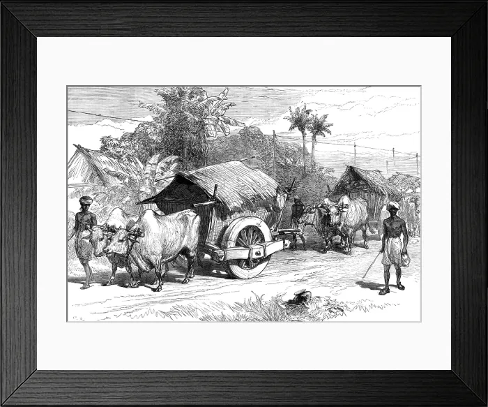 Framed Print : The Famine in Bengal: bullock hackeries for carrying grain, 1874. Creator: Unknown