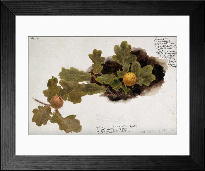 Framed Print : Oak leaves with two oak apples, c19th century. Creator: Unknown Framed Print : Oak leaves with two oak apples, c19th century. Creator: Unknown