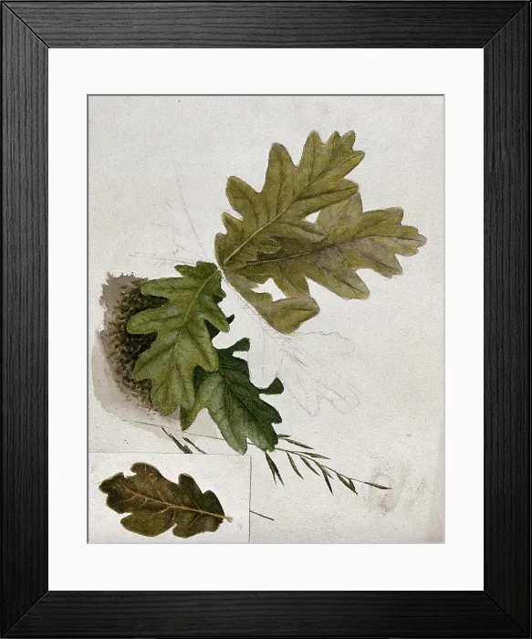 Framed Print : Leaves of oak (Quercus species), c19th century. Creator: Unknown Framed Print : Leaves of oak (Quercus species), c19th century. Creator: Unknown